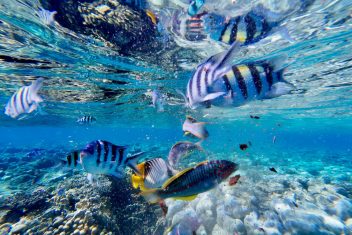 Snorkeling — Luna de Miel en Indonesia