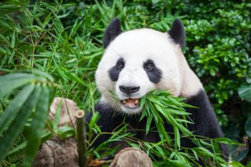 XI’AN – CHENGDU — La Tierra del Panda