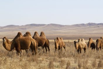 Bayangobi — Mongolia Básico