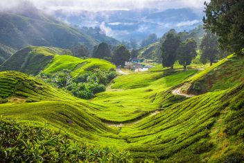 Cameron Highlands — Malasia y Sarawak