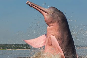 Delfines rosados de Khanom — Sur de Tailandia