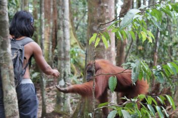 MEDAN – BOHOROK – MEDAN — Sumatra, Java y Bali