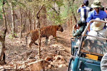 P.N. P.N. Ranthambore — Taj Mahal y Tigres